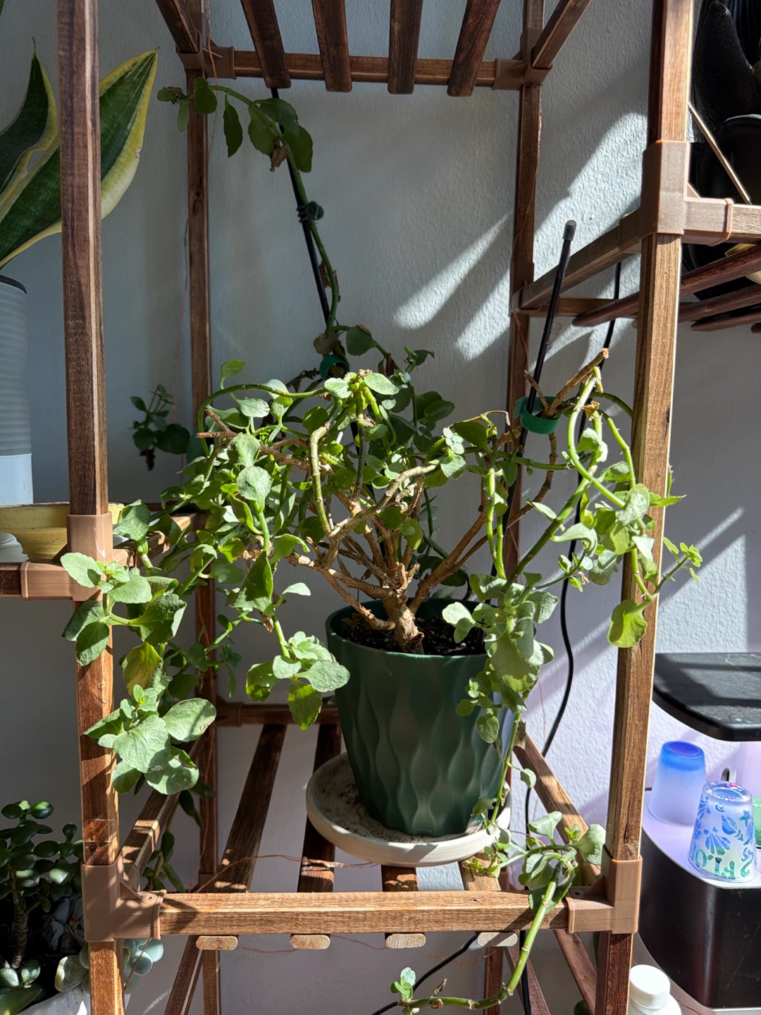 Plectranthus plant in green plastic pot