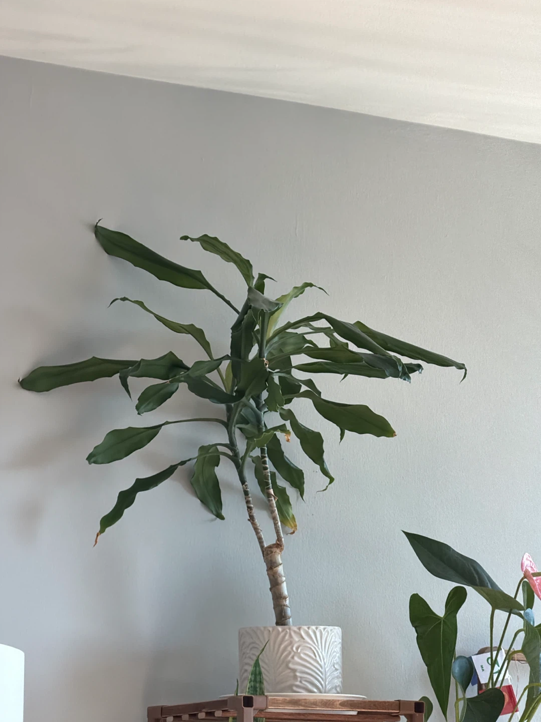 Dracaena Fragrans in Decorative Ceramic Pot