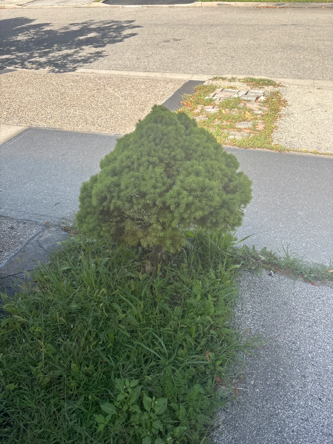 Dwarf Alberta Spruce