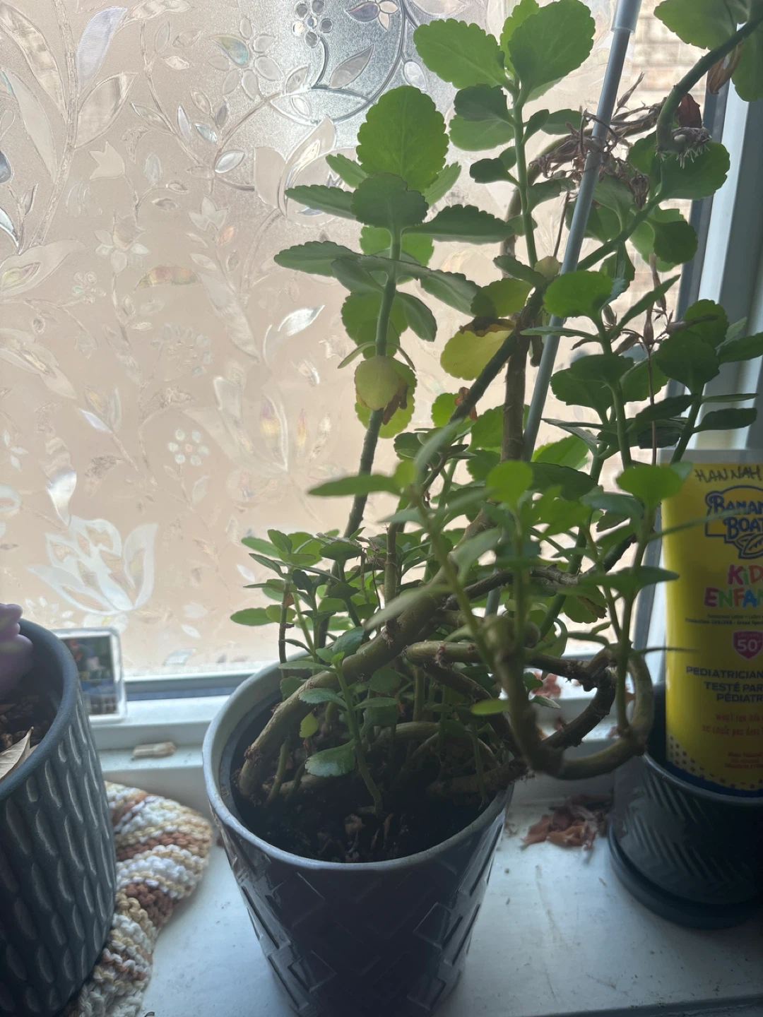 Kalanchoe plant in grey patterned pot