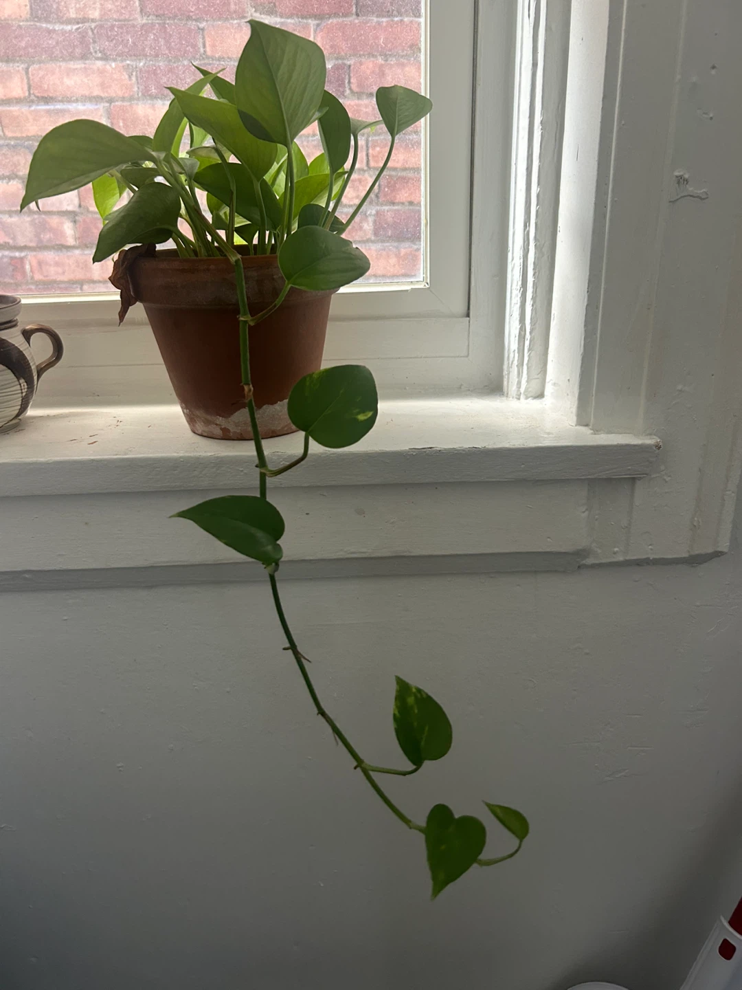 Pothos plant in terracotta pot
