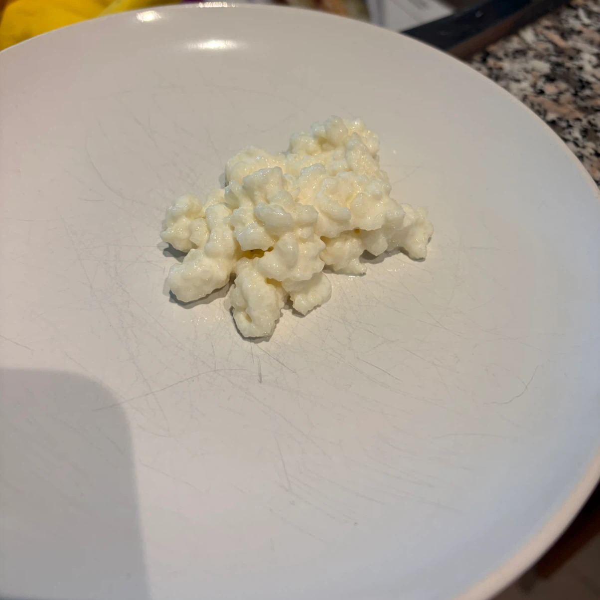 Kefir Grains