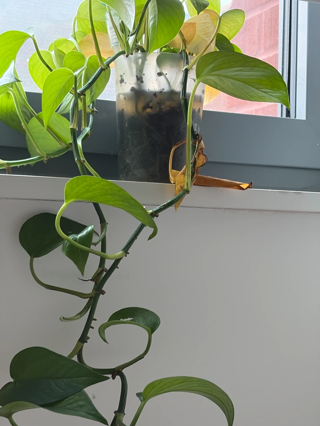 Pothos Plant in Clear Pot