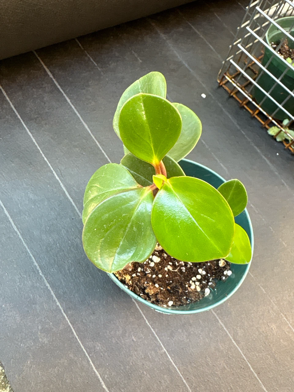 Peperomia Obtusifolia Potted Plants