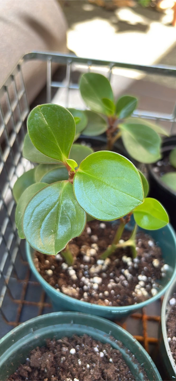 Peperomia Obtusifolia Potted Plants - photo 2