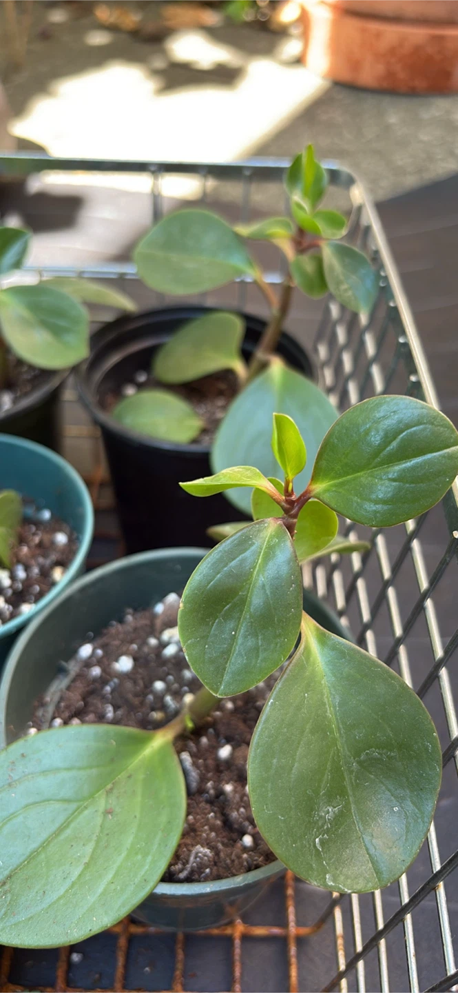 Peperomia Obtusifolia Potted Plants - photo 3