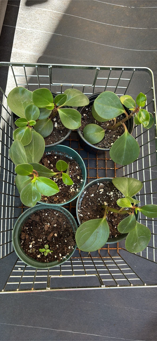 Peperomia Obtusifolia Potted Plants - photo 4