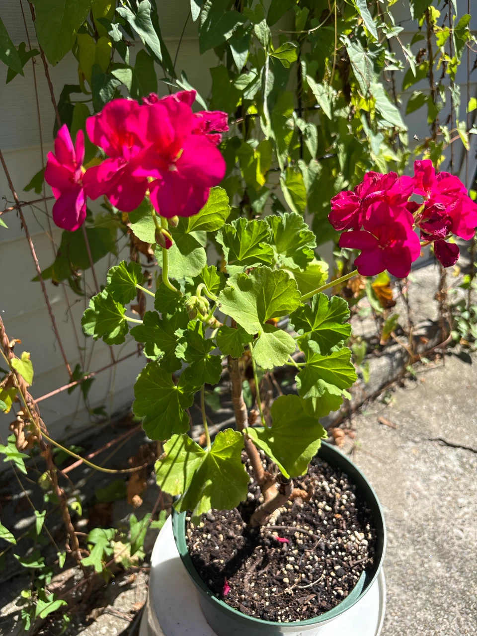 Potted Geranium Plant