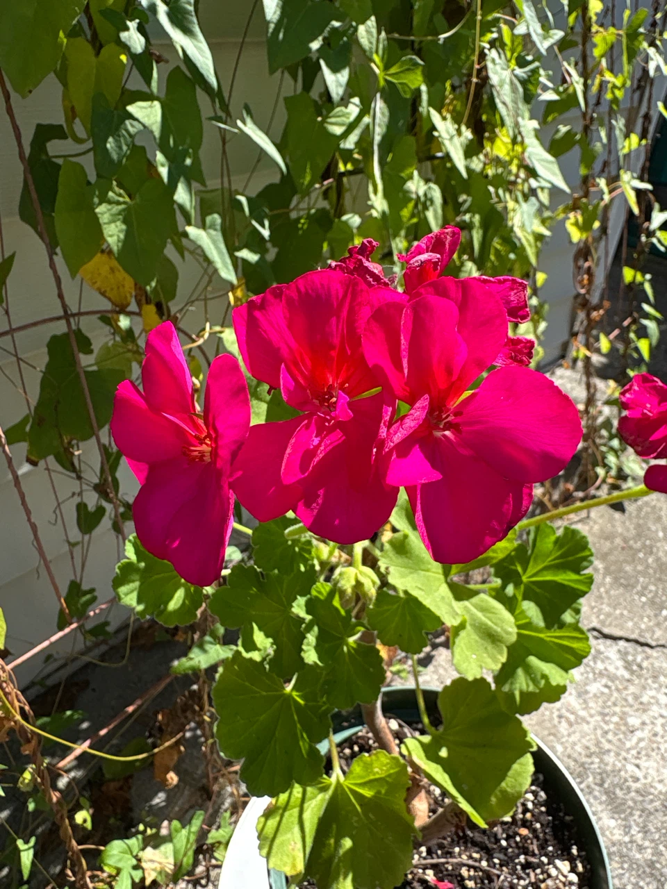 Potted Geranium Plant - photo 2