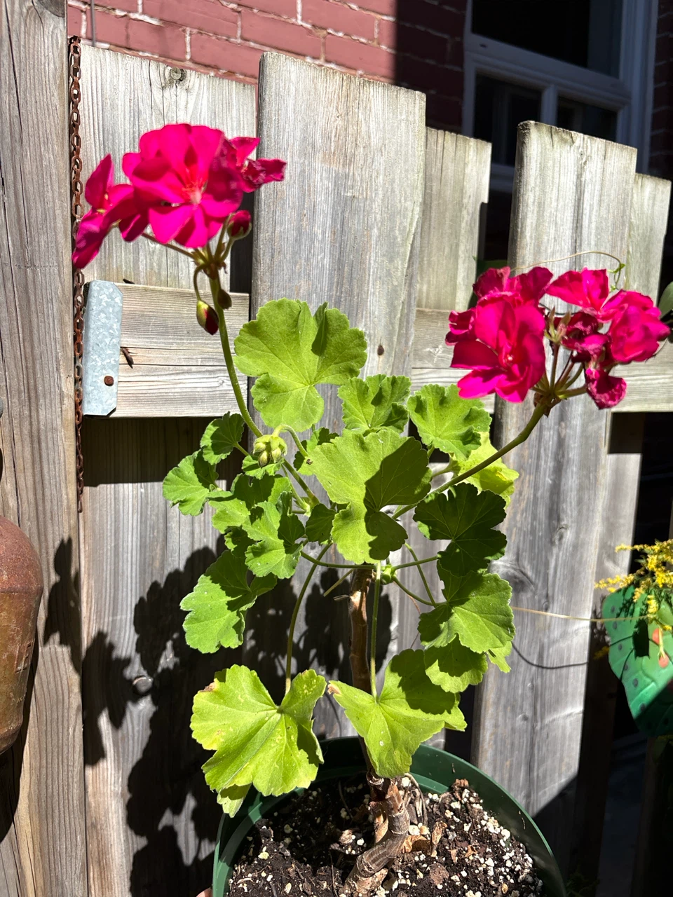 Potted Geranium Plant - photo 3