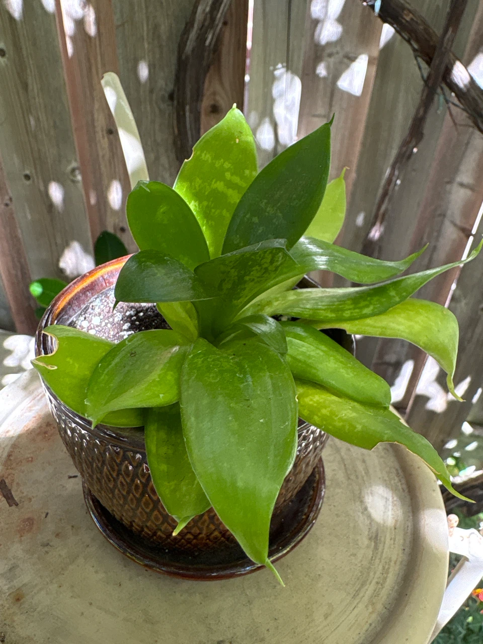 Snake Plant in Decorative Ceramic Pot