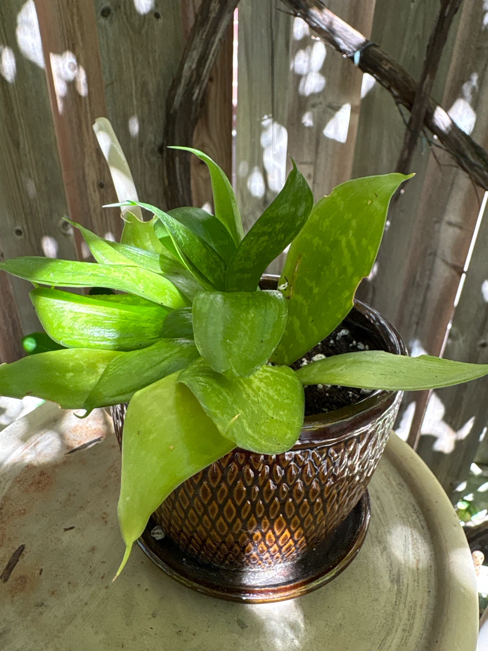 Snake Plant in Decorative Ceramic Pot - photo 2