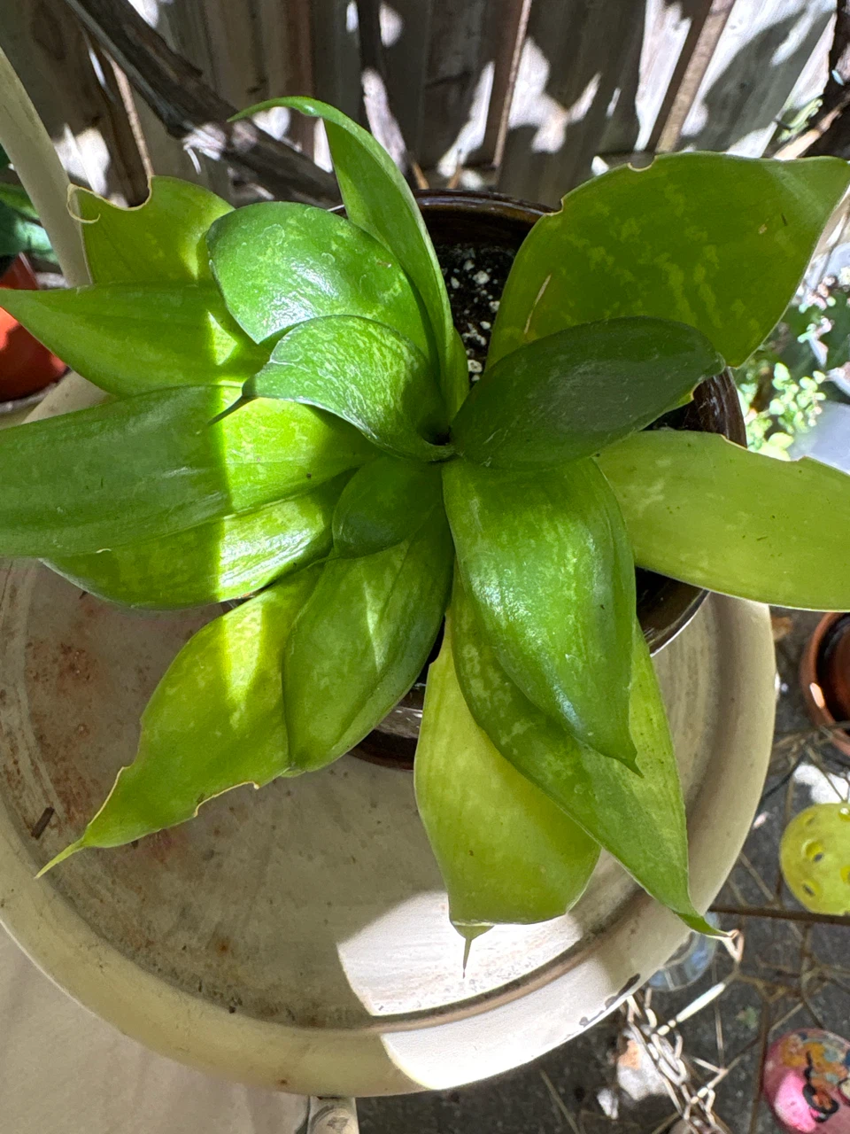 Snake Plant in Decorative Ceramic Pot - photo 3