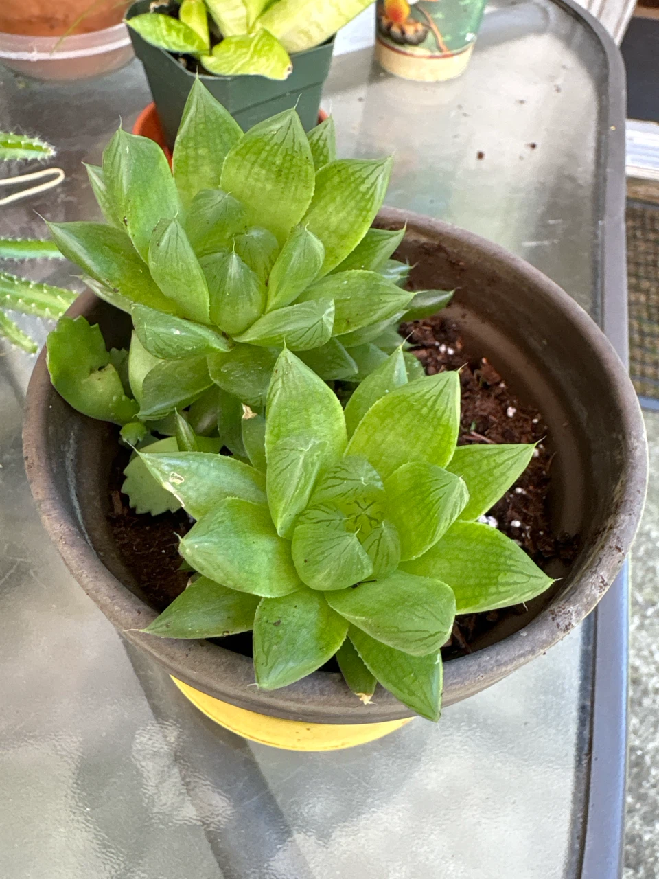 Haworthia succulent in a clay pot