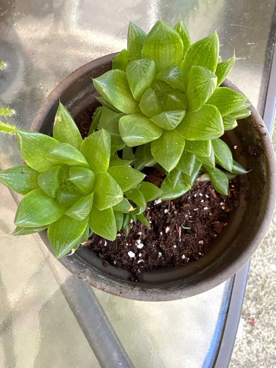 Haworthia succulent in a clay pot - photo 2