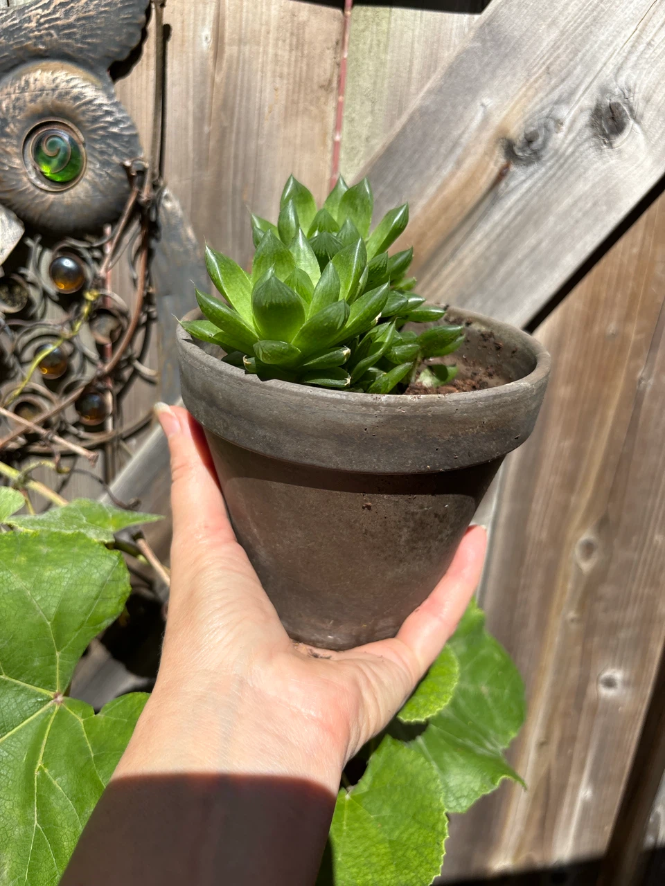 Haworthia succulent in a clay pot - photo 3