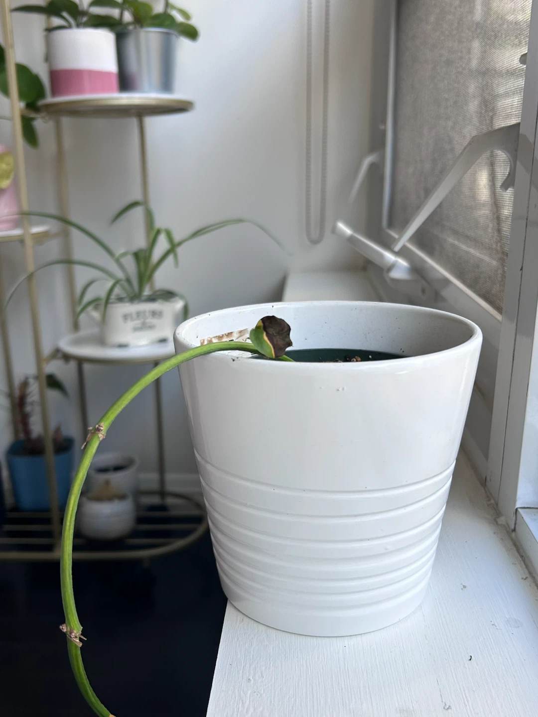 Pothos cutting