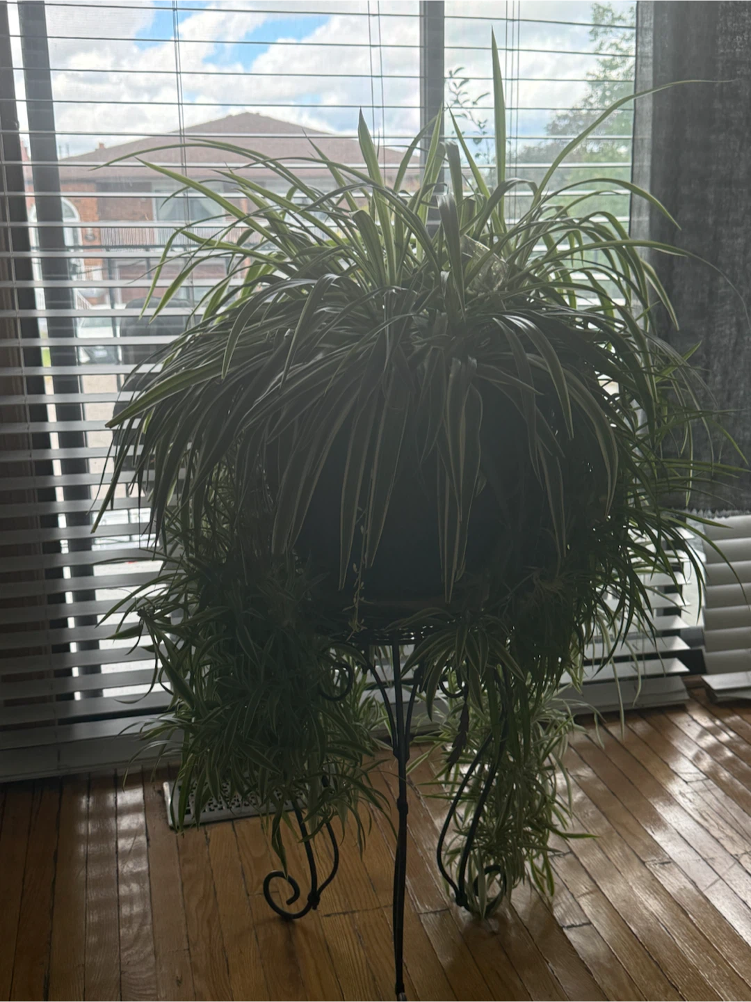 Large Spider Plant in Metal Stand