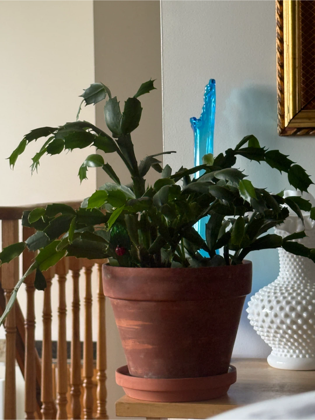 Schlumbergera Thanksgiving Cactus in Terracotta Pot