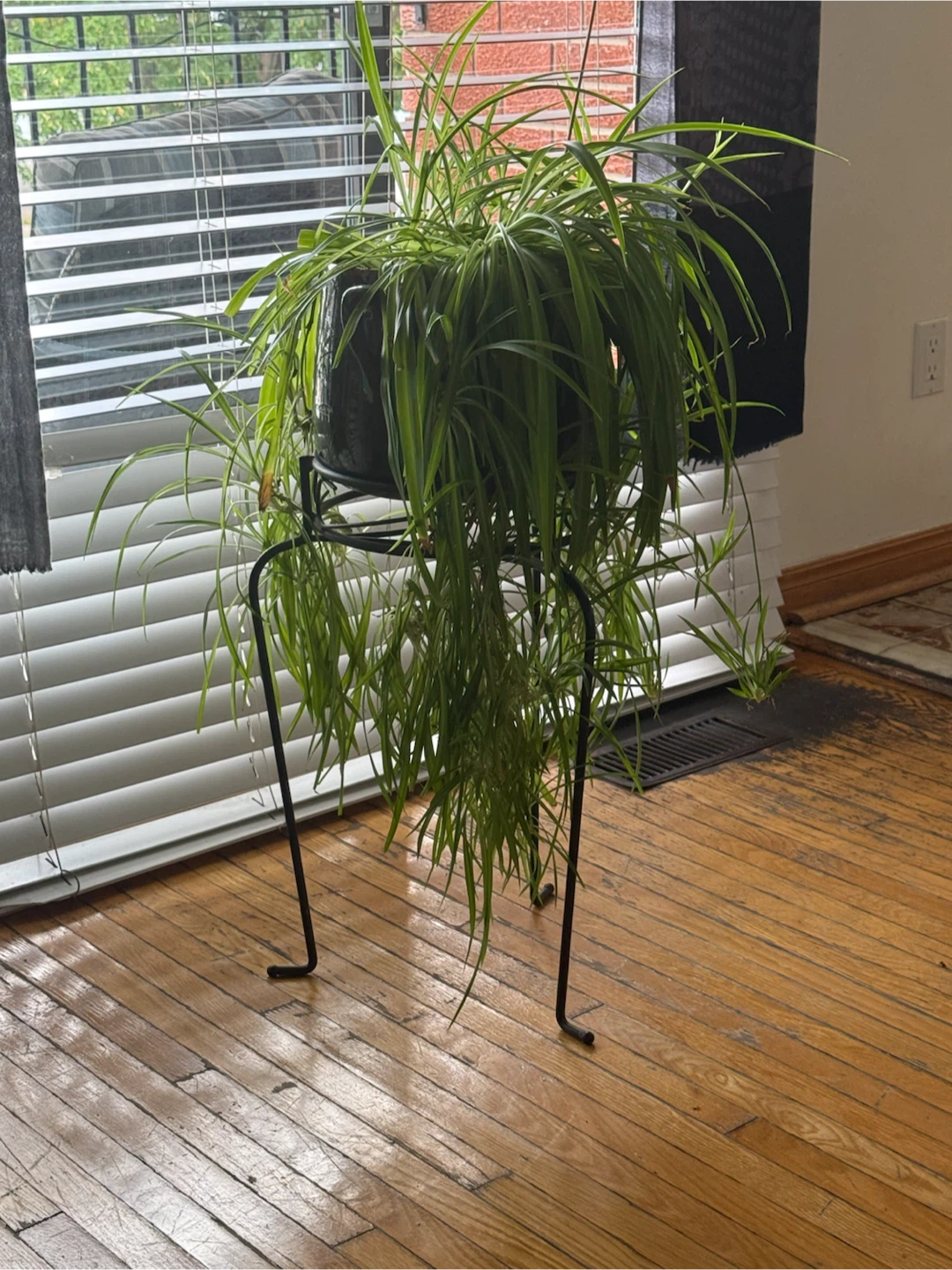 Spider Plant in Black Metal Stand