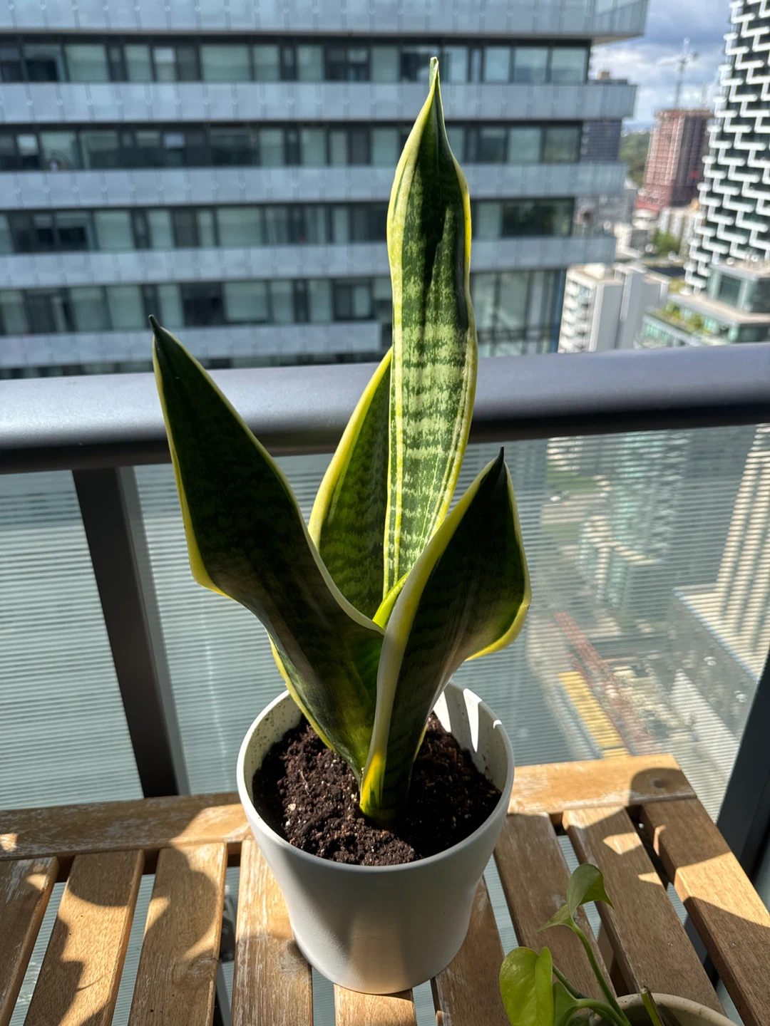 Snake Plant in a German ceramic pot