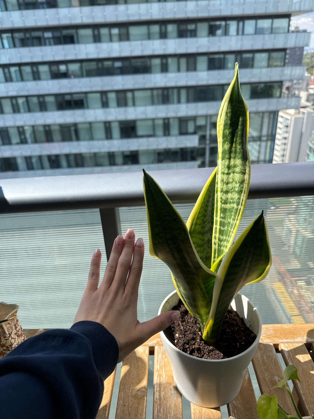Snake Plant in a German ceramic pot - photo 2