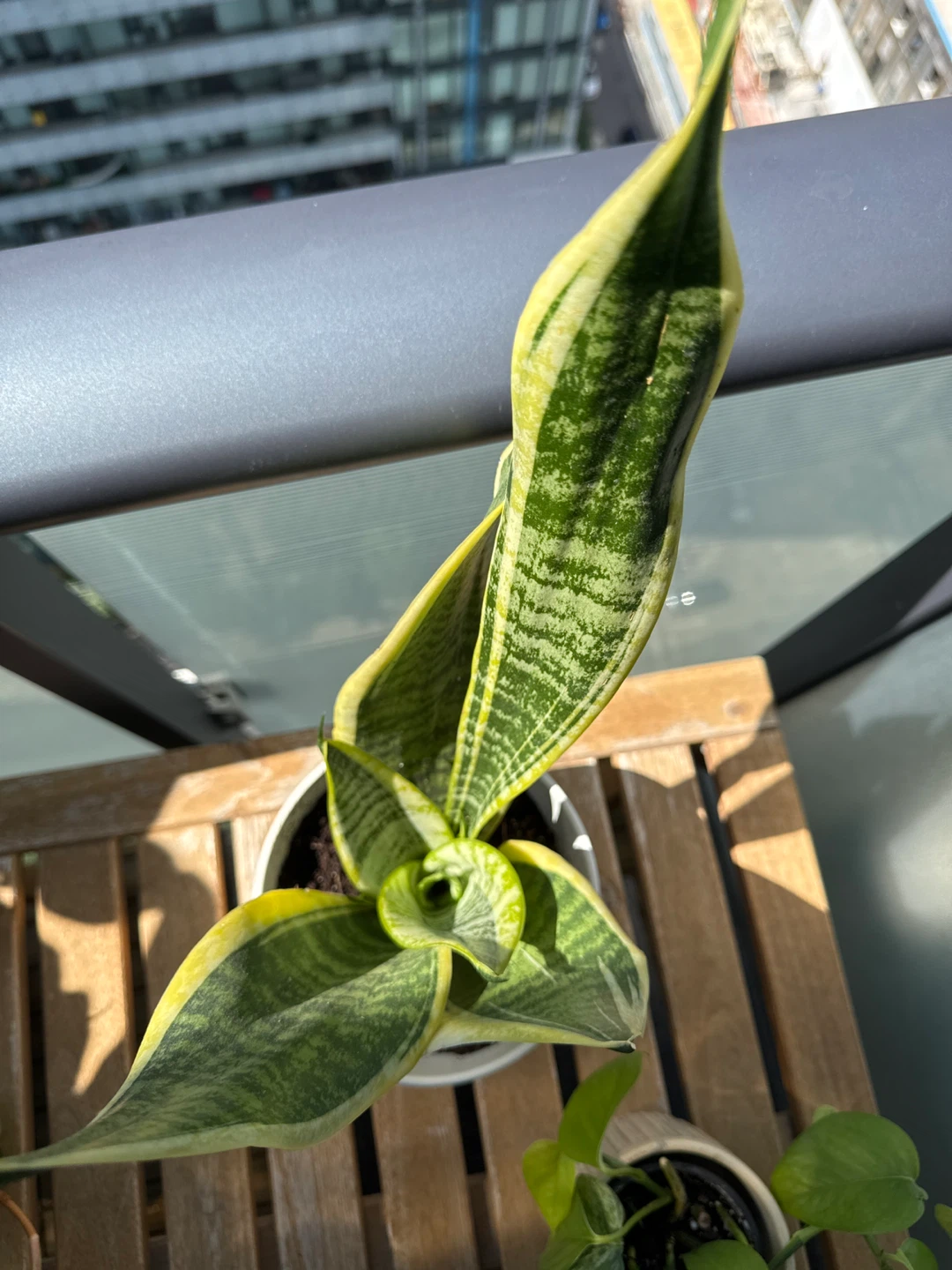 Snake Plant in a German ceramic pot - photo 4