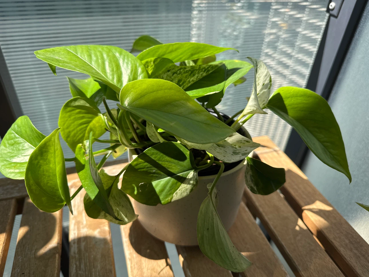 Marble Queen Pothos Houseplant + ceramic pot - photo 2