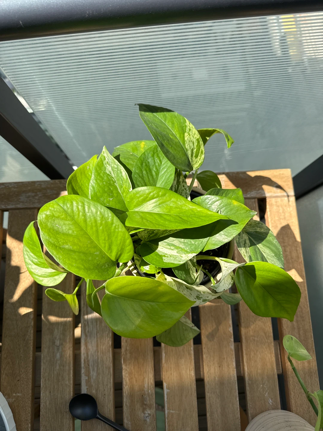 Marble Queen Pothos Houseplant + ceramic pot - photo 3