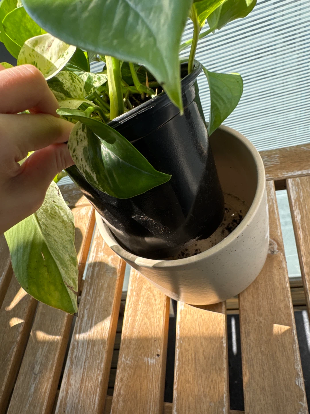 Marble Queen Pothos Houseplant + ceramic pot - photo 4