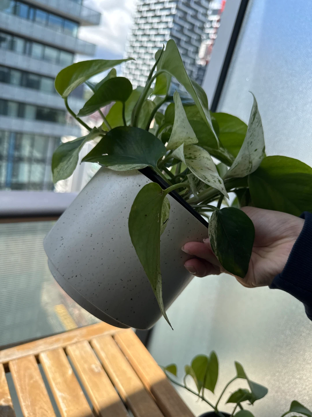Marble Queen Pothos Houseplant + ceramic pot - photo 5