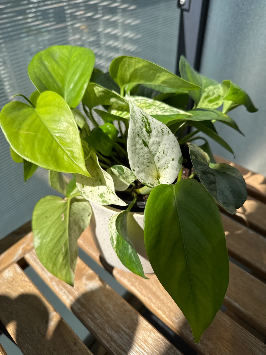 Marble Queen Pothos Houseplant + ceramic pot