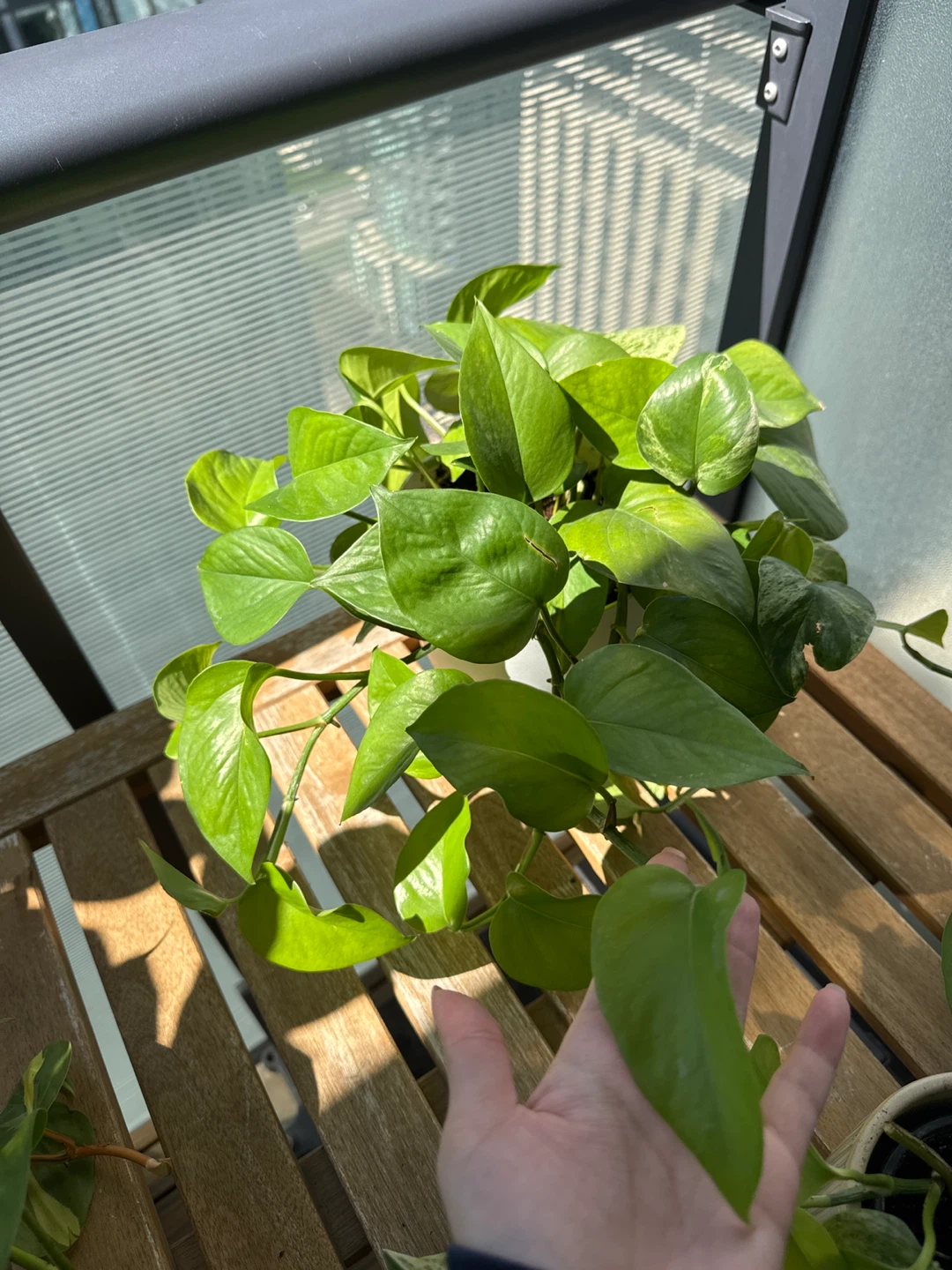 Marble queen pothos in a drainage-in-one pot