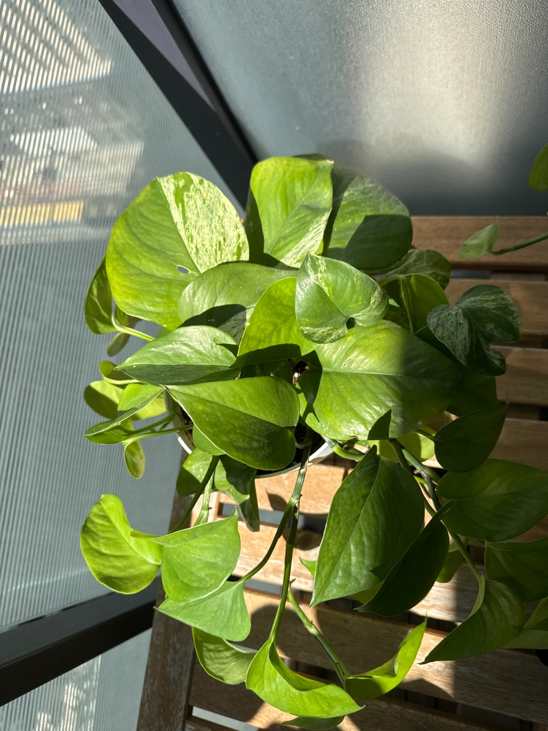 Marble queen pothos in a drainage-in-one pot - photo 2