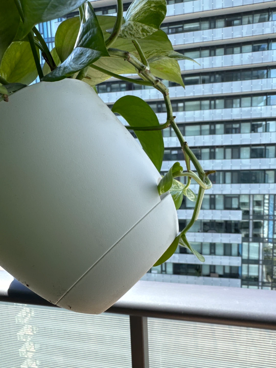 Marble queen pothos in a drainage-in-one pot - photo 3