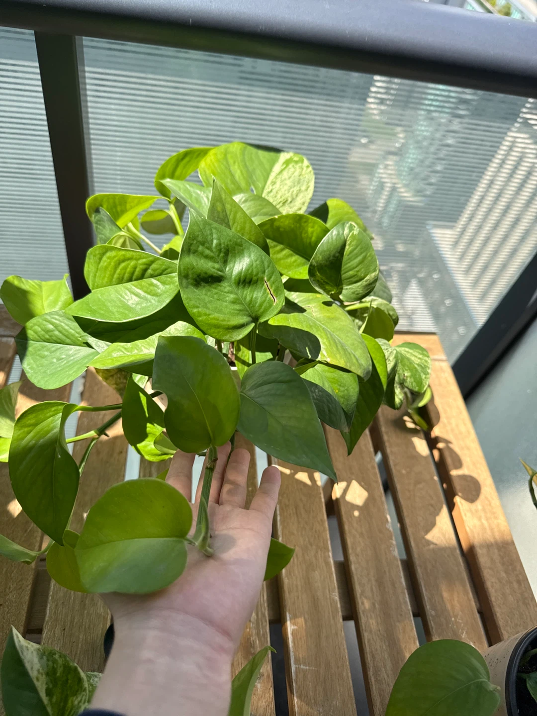 Marble queen pothos in a drainage-in-one pot - photo 4