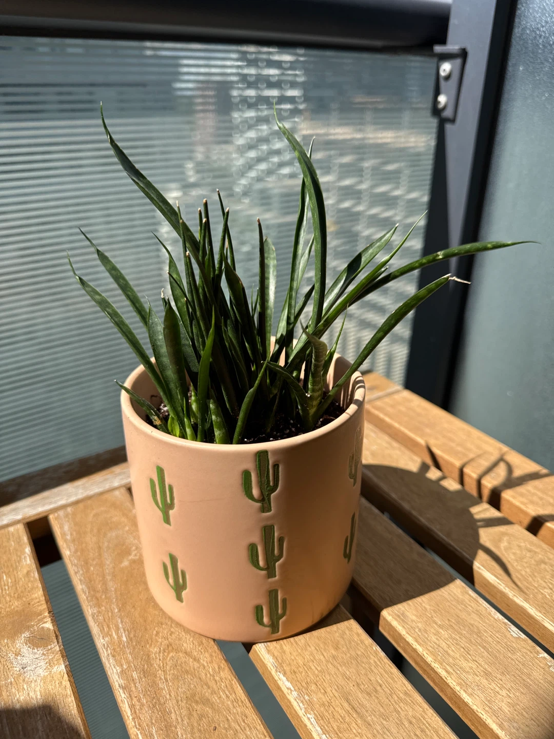 Plant in Cactus Pattern Planter