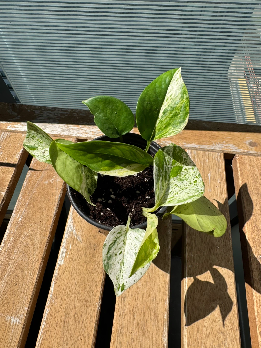 Marble Queen Pothos Houseplant