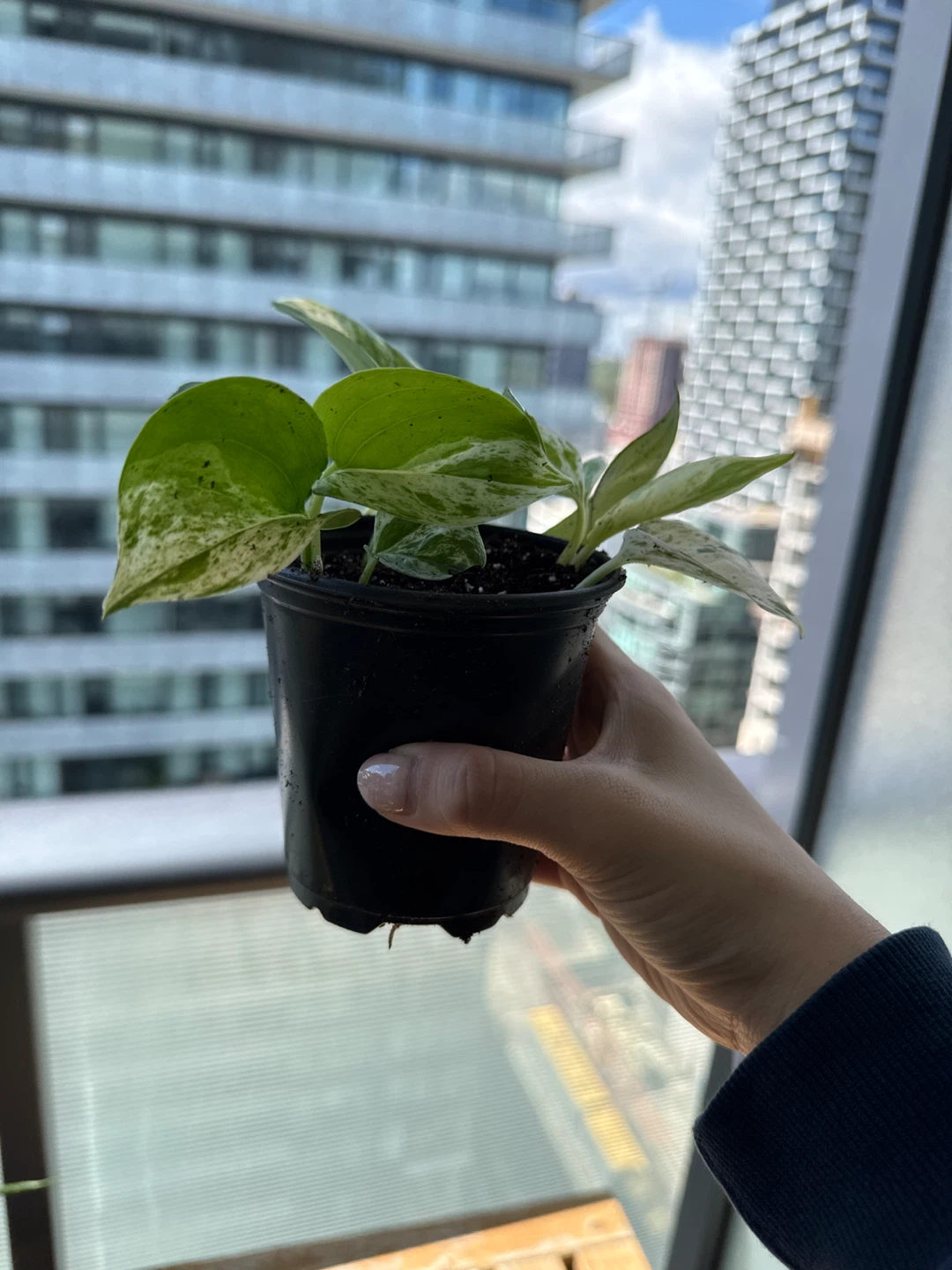 Marble Queen Pothos Houseplant - photo 2