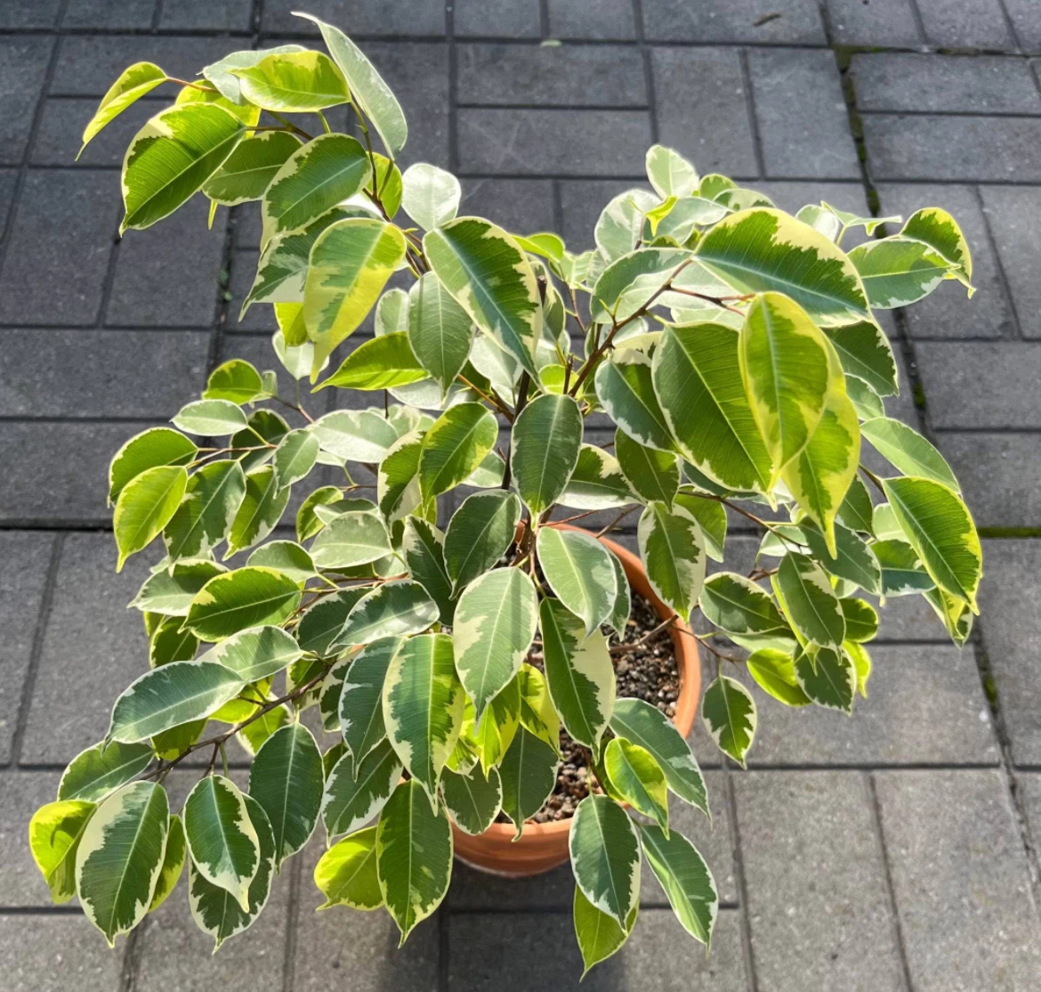 Healthy Weeping fig in 8” pot( pot included)