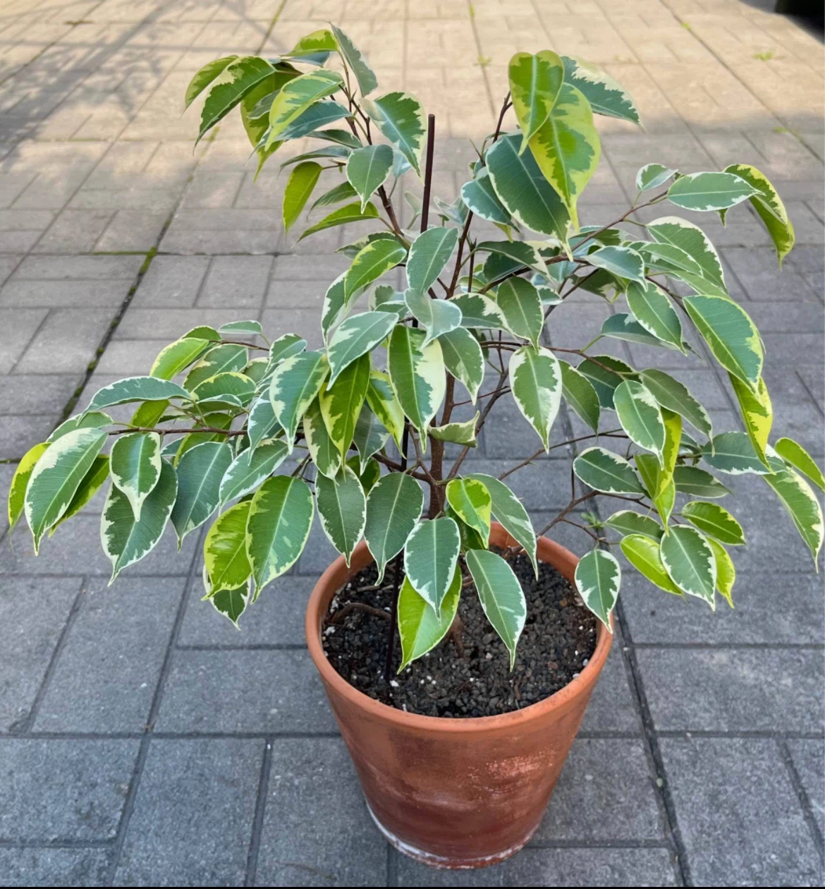 Healthy Weeping fig in 8” pot( pot included) - photo 2