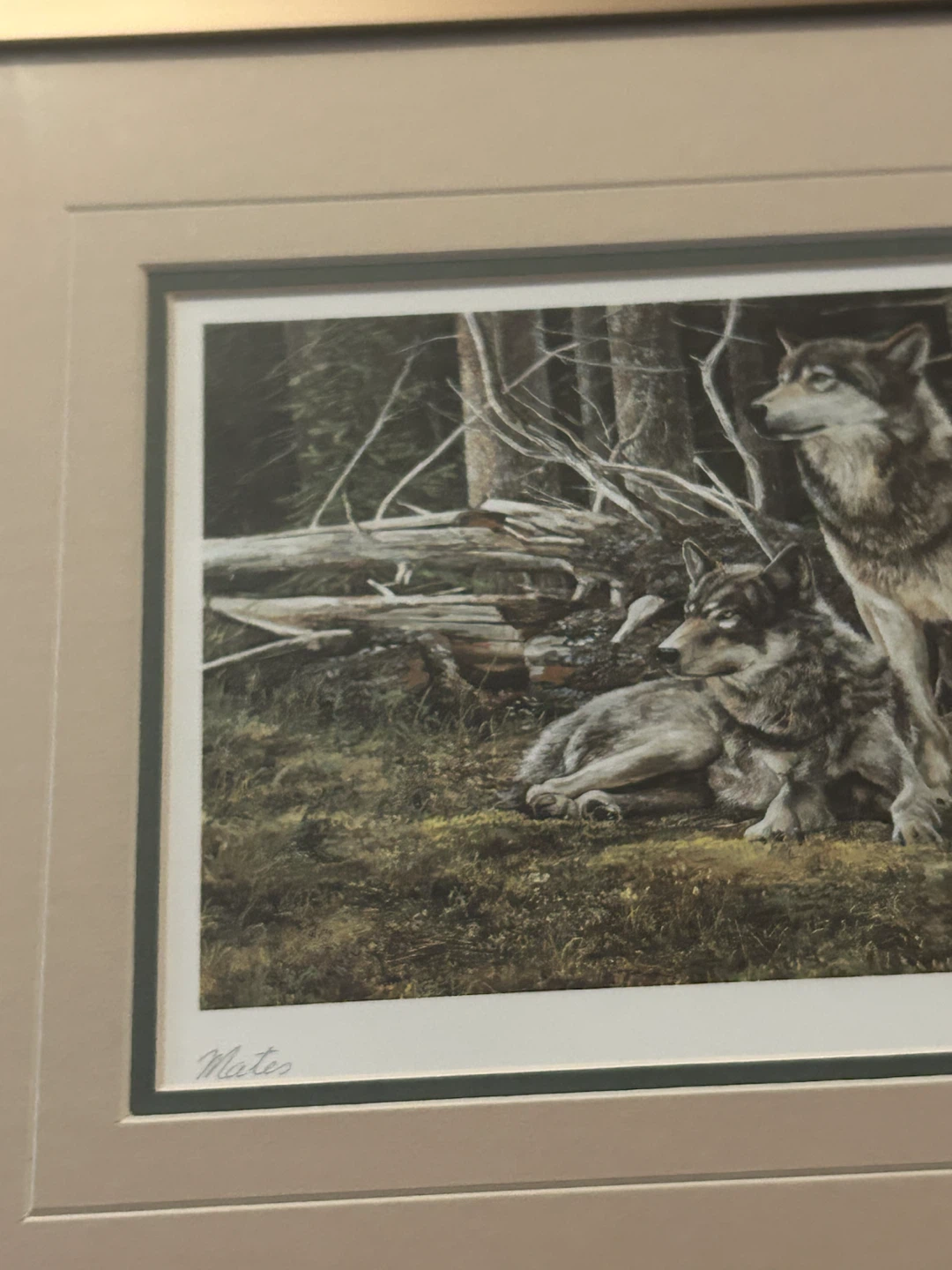 Framed Print of Wolves - "Mates" by Andrew Kiss - photo 3