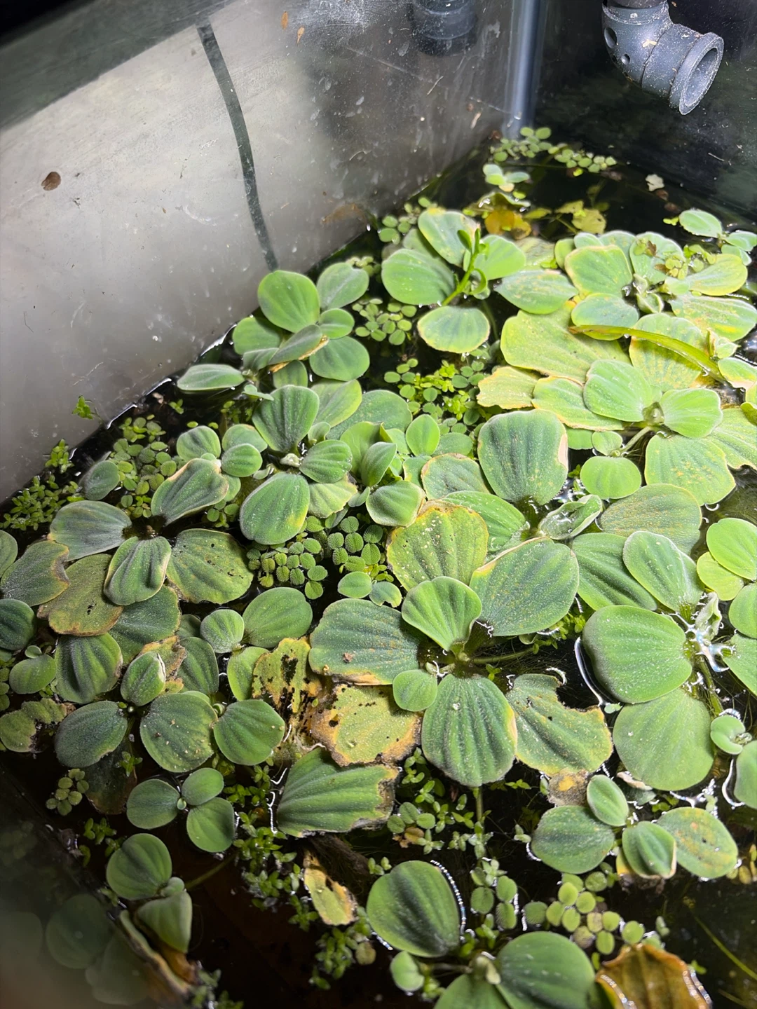 Aquarium plants
