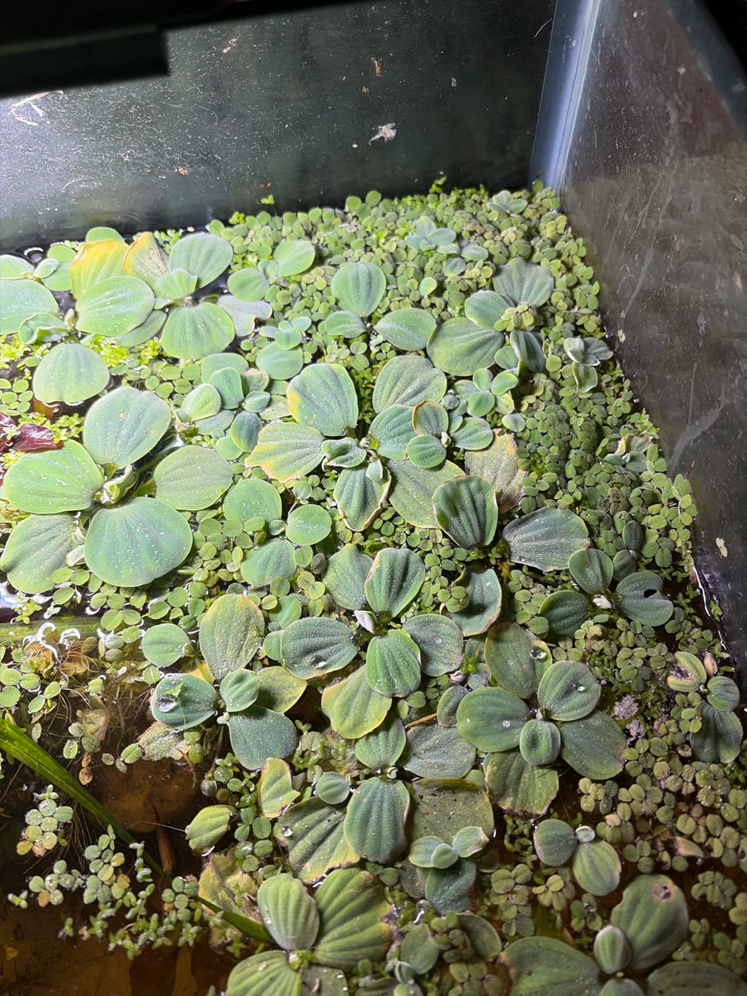 Aquarium plants - photo 2