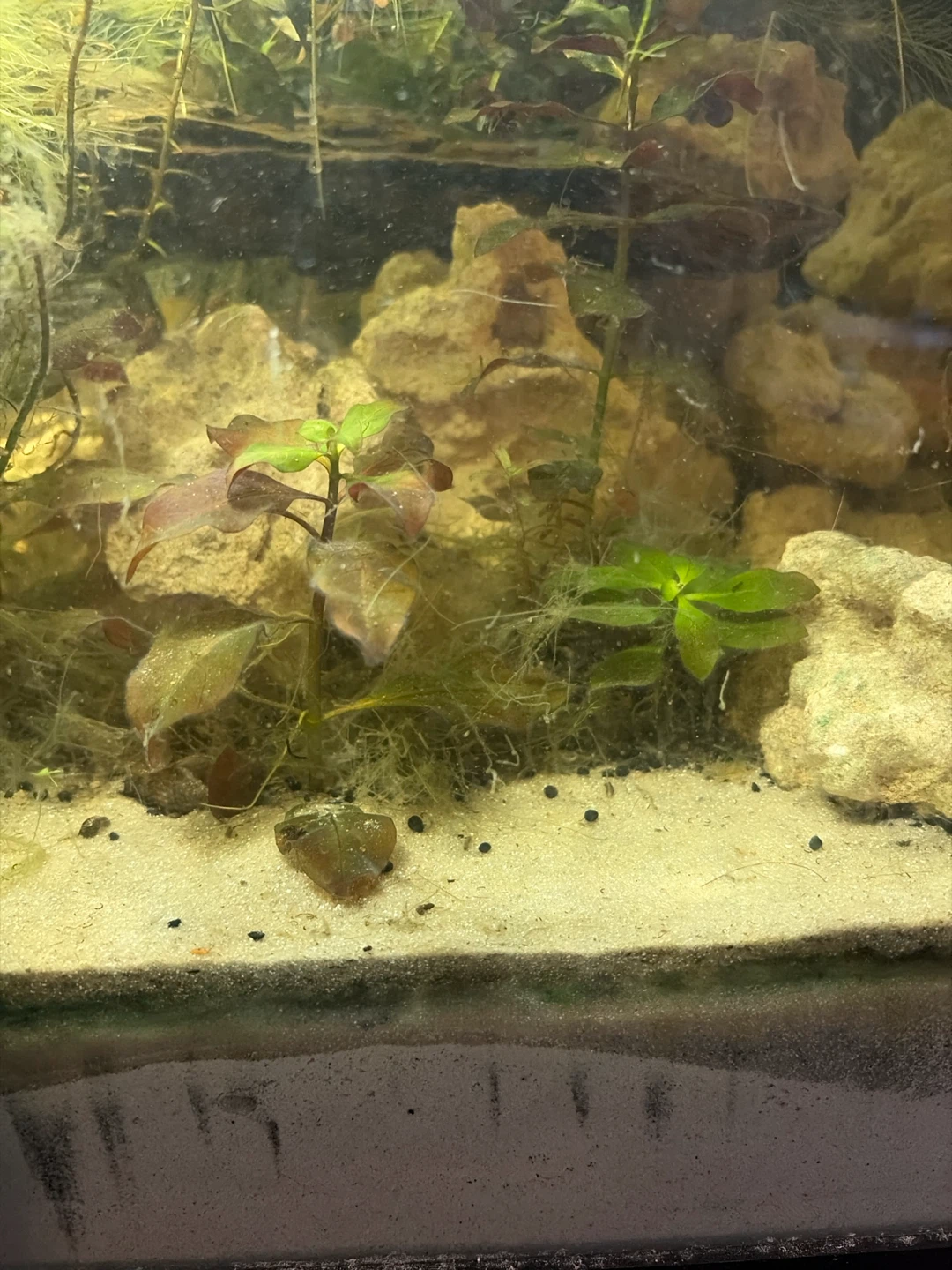 Aquarium plants - photo 3