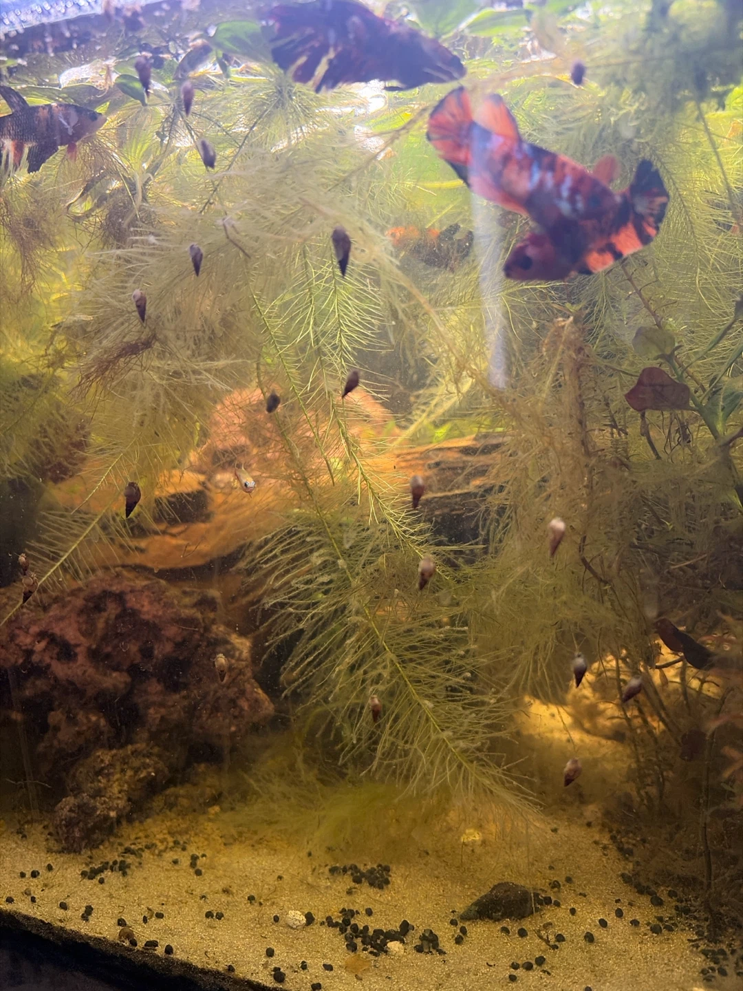 Aquarium plants - photo 4