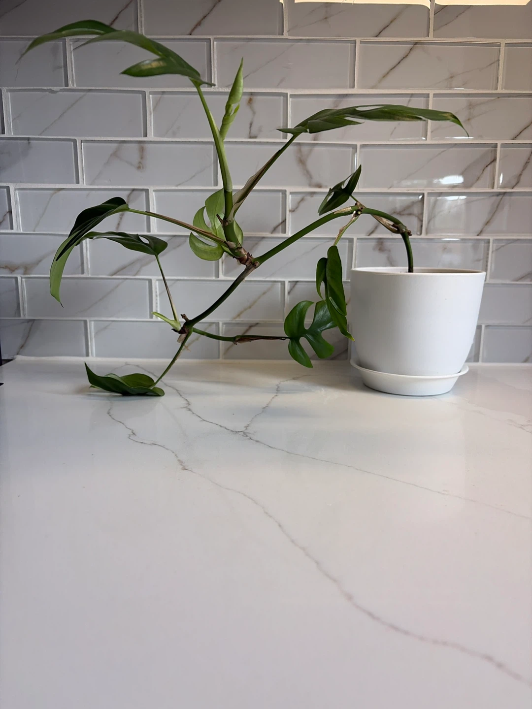 Monstera Adansonii Plant
