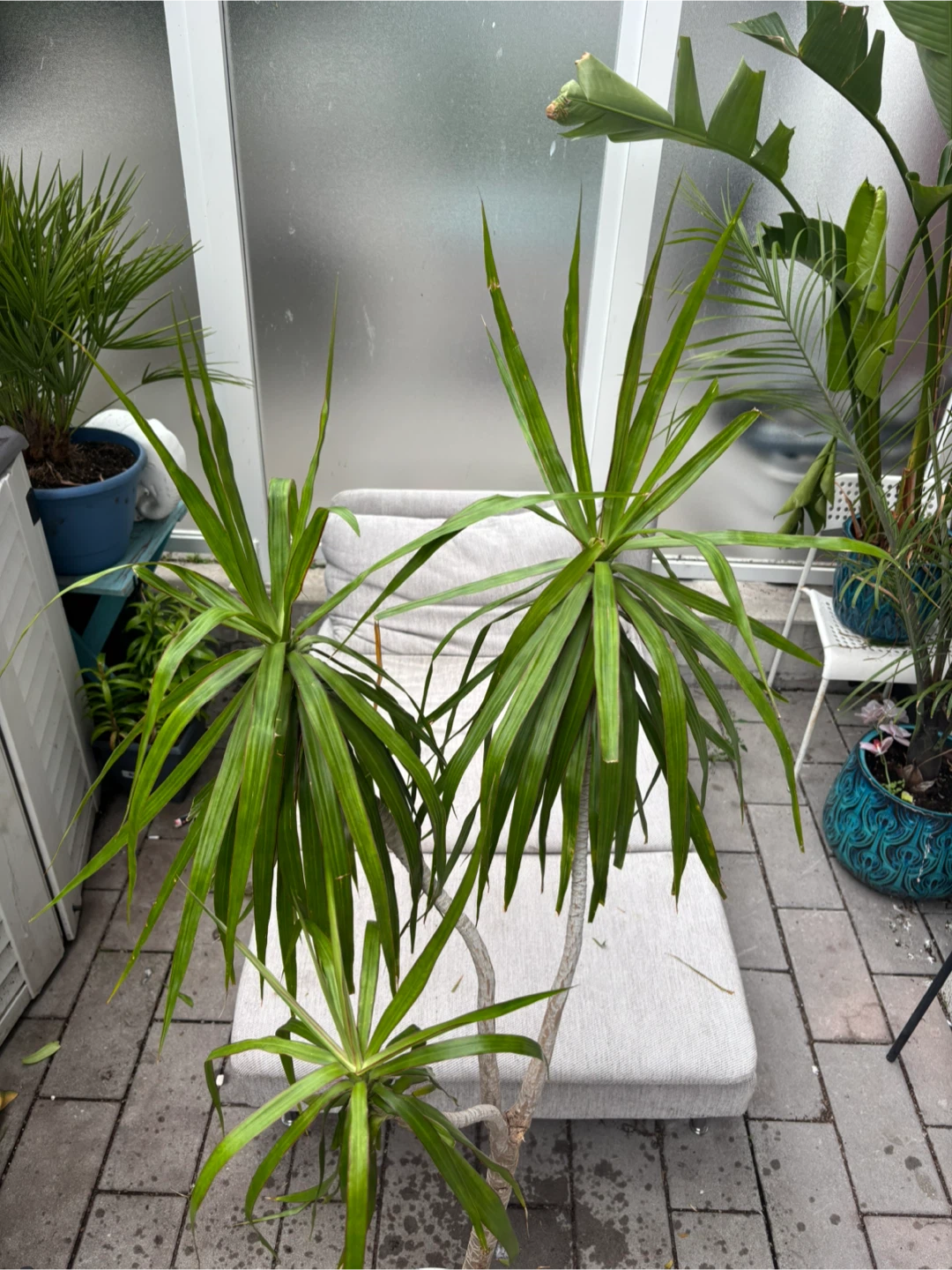 Pink Dracaena Marginata Plant