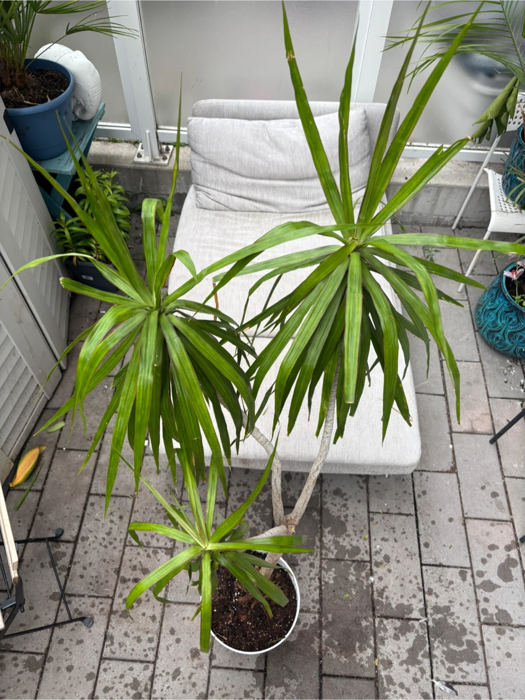 Pink Dracaena Marginata Plant - photo 2