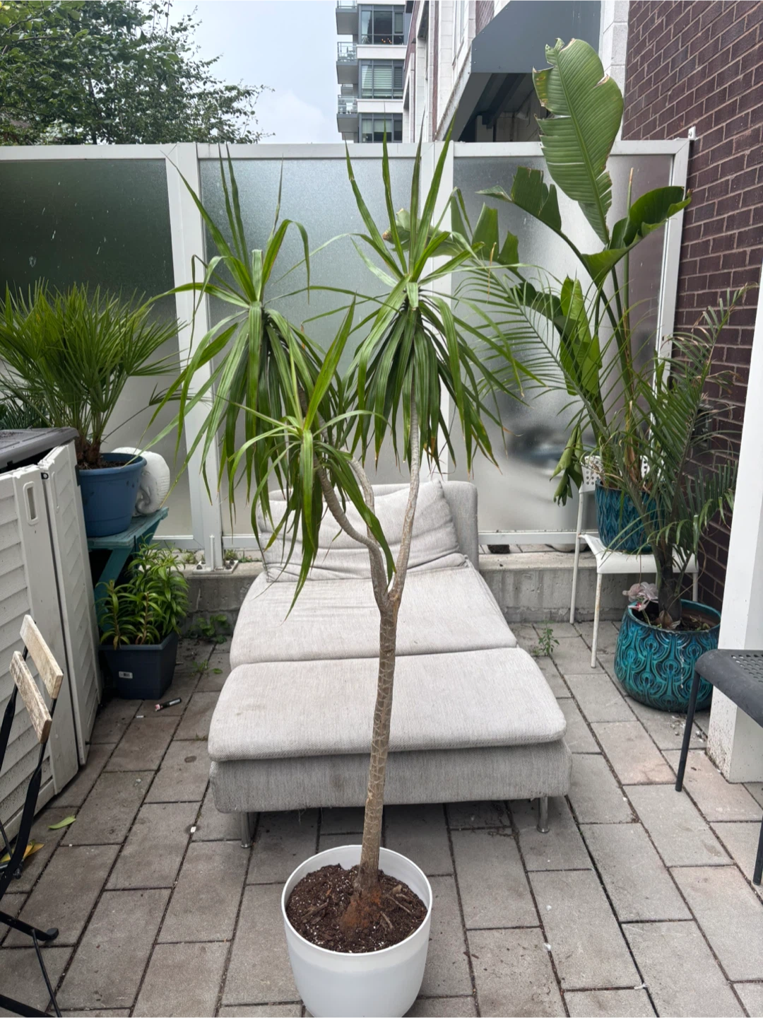 Pink Dracaena Marginata Plant - photo 3